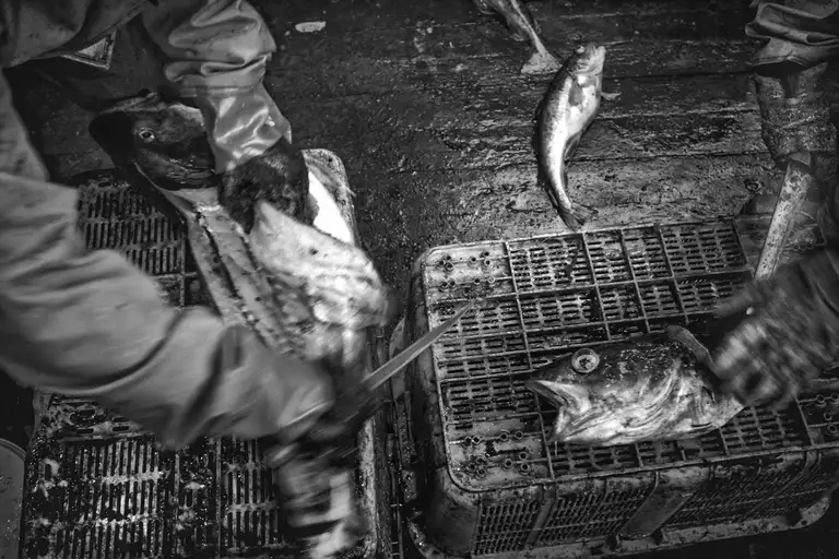 CALAMITY ISLANDS | SAKHALIN AND KURILS