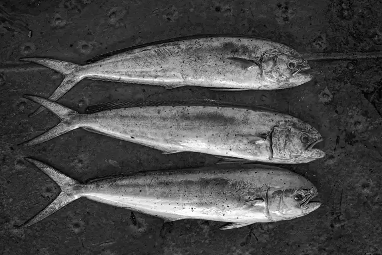 CALAMITY ISLANDS | SAKHALIN AND KURILS